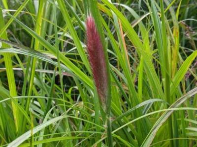 Pennisetum thunbergii 'Red Buttons'