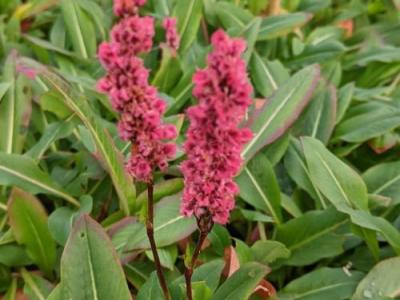 Persicaria affinis 'Darjeeling Red'