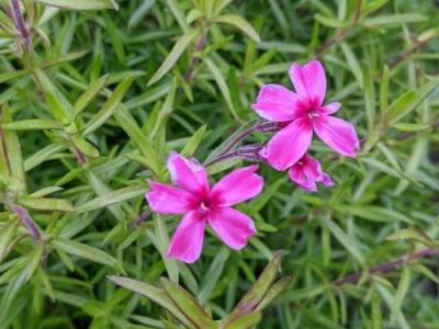 Phlox Sub. 'Atropurpurea'