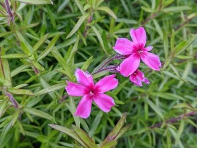 Phlox Sub. 'Atropurpurea'