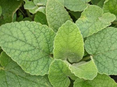 Phlomis russeliana (samia HORT.)