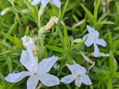 Phlox Sub. 'White Delight'