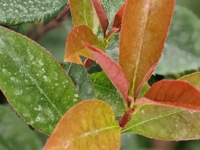 Photinia fraseri 'Carré Rouge' (Mandarino)