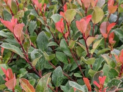 Photinia fraseri  'Little Red Robin'