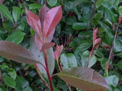 Photinia fraseri 'Red Robin'