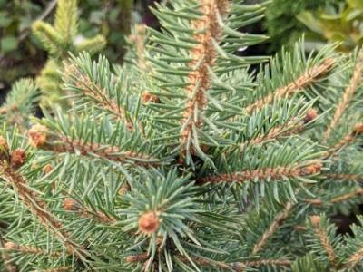 Picea pungens 'Majestic Blue'