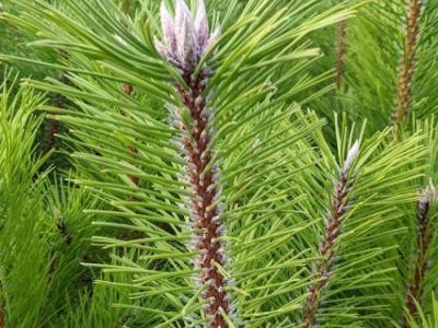 Pinus nigra nigra
