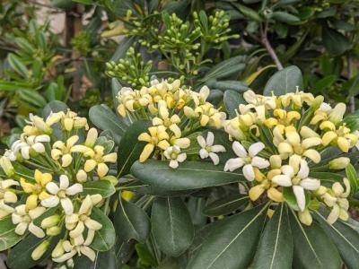 Pittosporum tobira