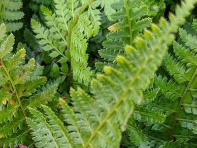 Polystichum set.'Dahlem'