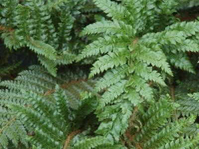 Polystichum polyblepharum