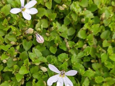 Pratia angulata 'Treadwellii'