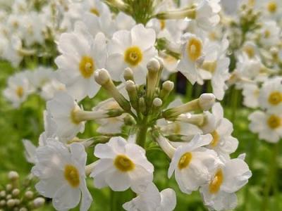 Primula japonica 'Alba'