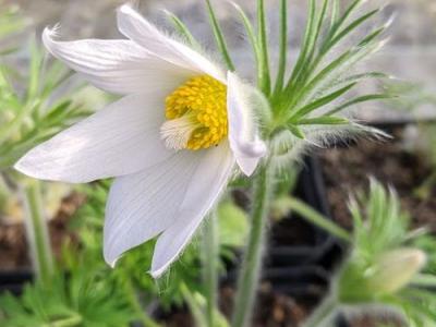 Pulsatilla vulgaris 'Alba' (White Swan)