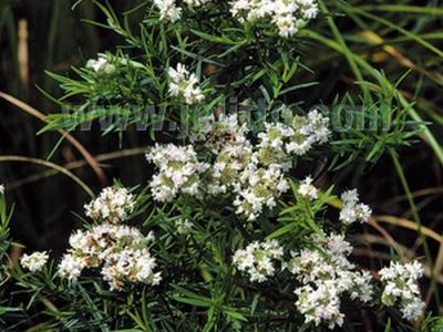 Pycnanthemum flexuosum (tenuifolium)
