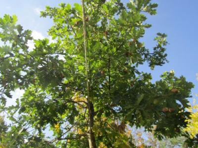 Quercus robur hoogstam