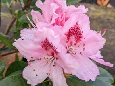 Rhododendron (T) 'Albert Schweitzer'