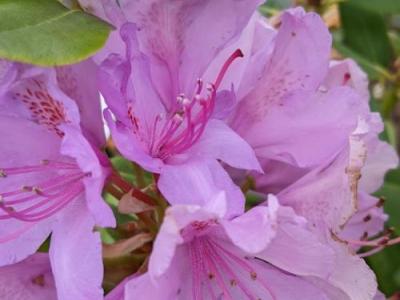Rhododendron (T) 'Cataw.Grandiflorum' '