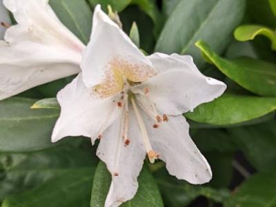Rhododendron (T) 'Cunningham White'