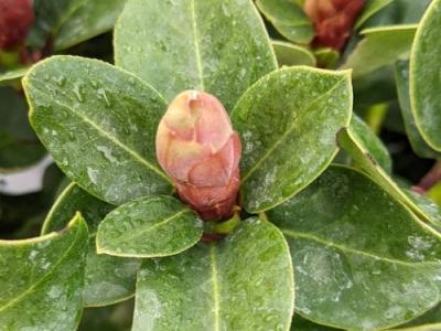 Rhododendron (will,) 'Gartendirector Glocker'