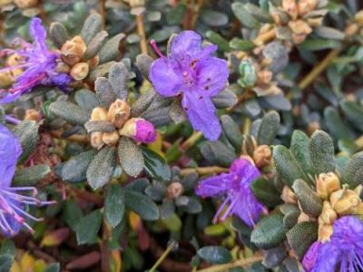 Rhododendron impeditum