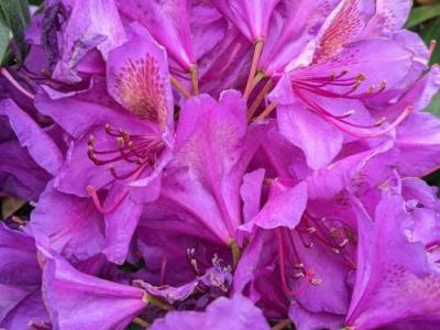 Rhododendron (T) 'Marcel Menard'