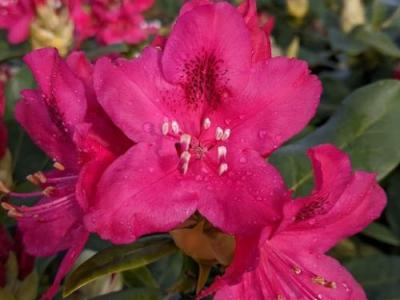 Rhododendron (T) 'Nova Zembla'