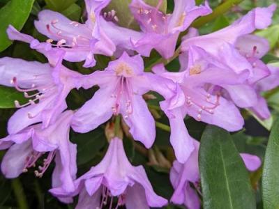 Rhododendron ponticum