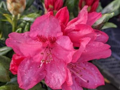 Rhododendron (Yak.) 'Sneezy'