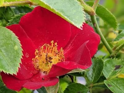 Rosa (stamroos)  'Bijenweelde Rood' ®