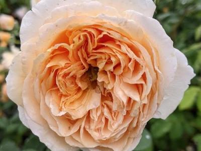 Rosa (Rom)  'Crown Princess Margaret'® '