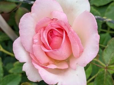 Rosa (klimroos)  'Eden Rose'®