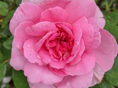 Rosa (Rom)  'Gertrude Jekyll'®