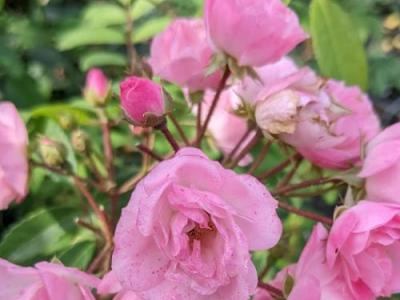 Rosa (H)  'Heavenly Pink'®