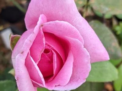 Rosa (TH)  'Liparfum'