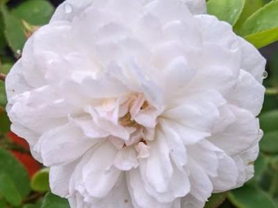 Rosa (trosroos)  'Little White Pet'