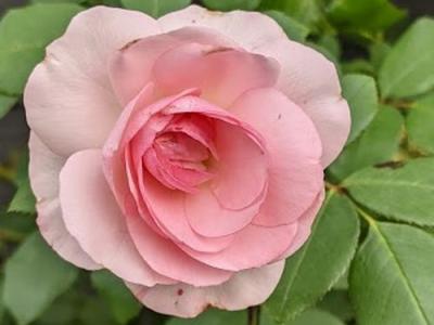 Rosa (klimroos)  'Mini Eden Rose' ®