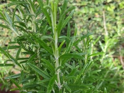 Rosmarinus officinalis