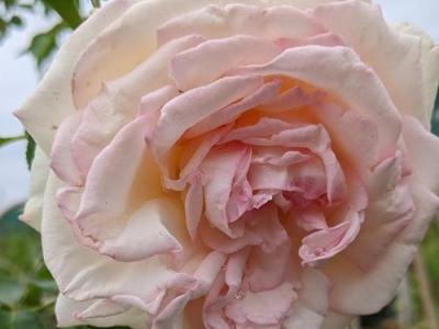 Rosa (Klimroos)  'Palais Royal ® (White Eden Rose)