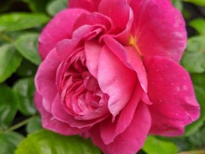 Rosa (Rom)  'Princess Anne'®