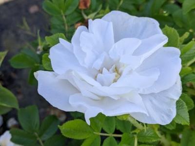 Rosa rugosa  'Blanc Double de Coubert'
