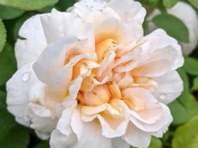 Rosa (Rom)  'The Lark Ascending Rose'®
