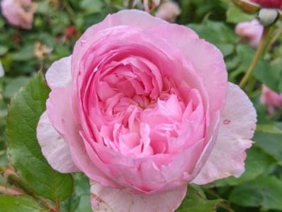 Rosa (Rom)  'The Mill on the Floss'®