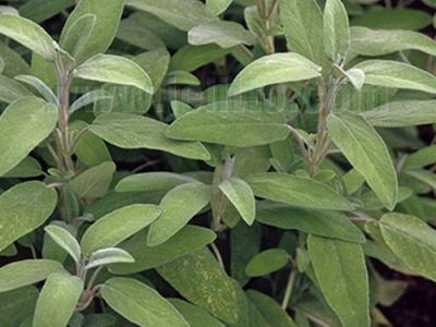 Salvia officinalis