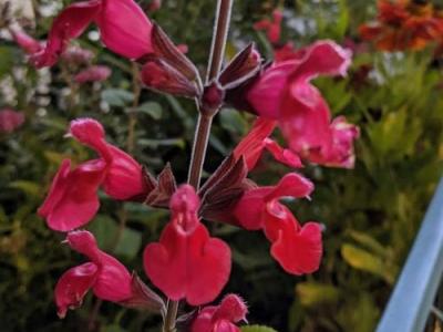 Salvia nemerosa 'Pink Friesland' PBR