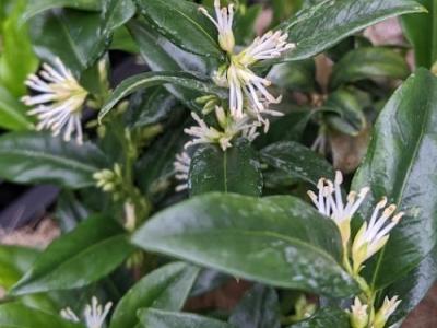 Sarcococca confusa