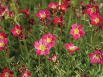 Saxifraga arendsii 'Peter Pan'