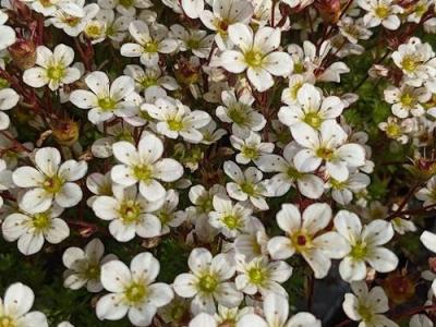 Saxifraga arendsii 'Pixie White'