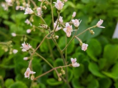 Saxifraga urbium