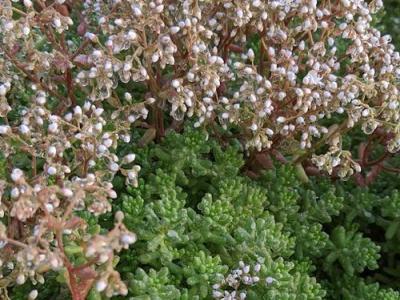 Sedum album 'Coral Carpet'