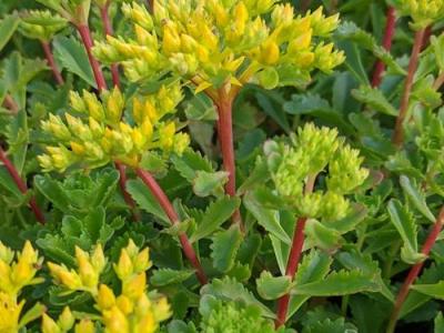 Sedum kamtschaticum